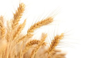 wheat-2679158_640